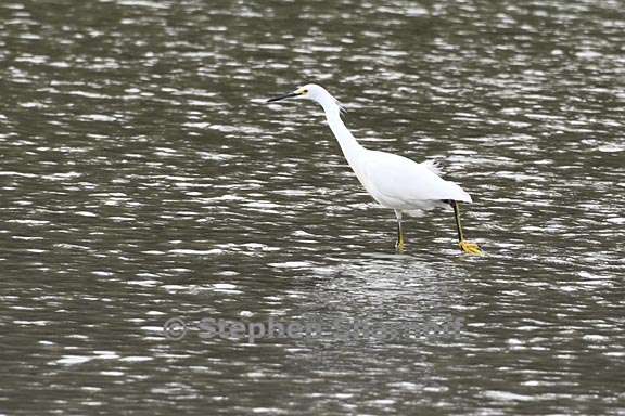 snowy egret 5 graphic